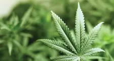 Cannabis: What parents need to know